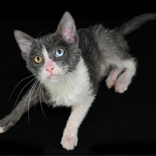Bolshevik Male Lykoi