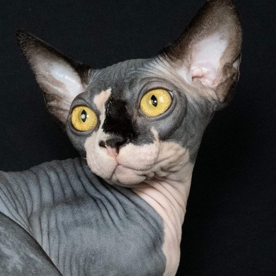 Coco Female Sphynx Canadian